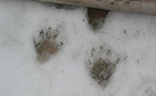 Raccoon Tracks In The Snow Photos