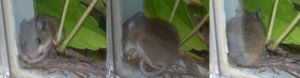 A Deer Mouse settling in for an afternoon nap.