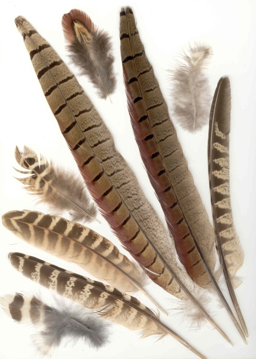 a variety of pheasant feathers
