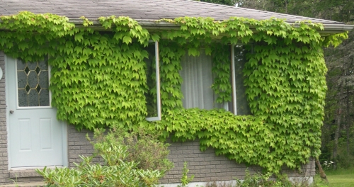 Boston ivy vines in summer