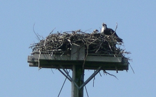 osprey and chick