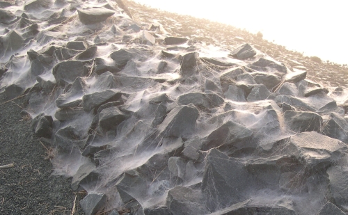 webs on rocks
