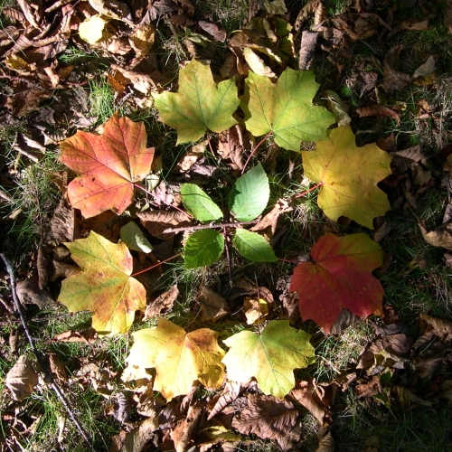 maple leaf mandala