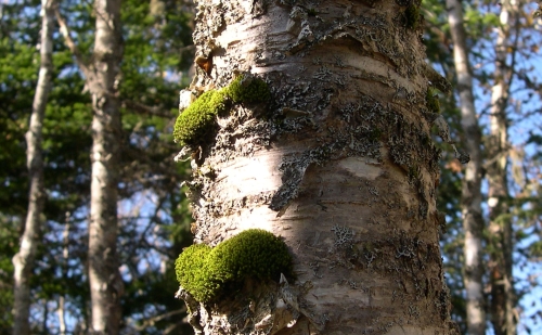moss on tree