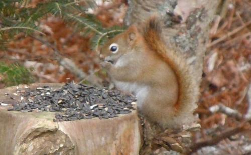 squirrels  Flandrum Hill