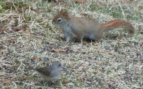 Junco and red squirrel