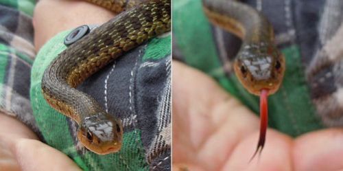garter snake mouth and tongue