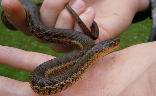 Nova Scotia garter snake