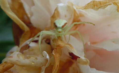 Ghost crab spider waving goodbye