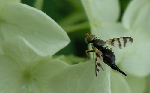 Rhagoletis fly on hydrangea