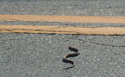 snake-crossing-cow-bay-road