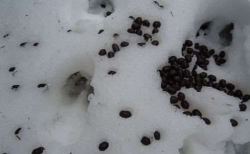 deer droppings on snow