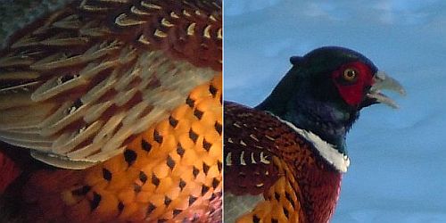 pheasant feathers and portrait